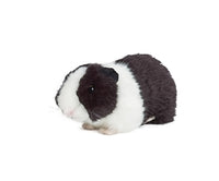 Thumbnail for Black Guinea Pig with Sound