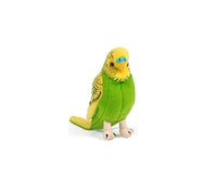 Thumbnail for Yellow Budgerigar with Sound