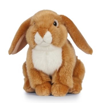 Light Brown French Lop Eared Rabbit