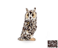 Thumbnail for Long Eared Owl